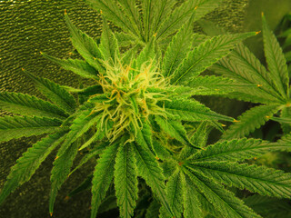 Macro detail of Cannabis flower (peyote cookies) isolated over blac