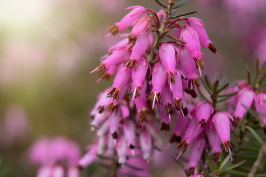 Pink blühende Winterheide (Erica carnea), Makro / Nahaufnahme
