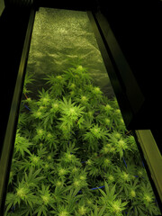 Live Cannabis Bud Shot