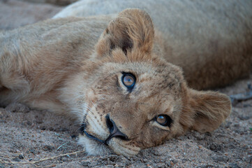 A Lion cub seen on a safari in South Africa