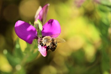 Western Honey Bee (Apis mellifera) collecting nectar from Polygala Dazzler flower, South Australia