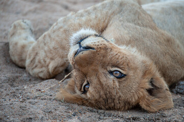 A Lion cub seen on a safari in South Africa