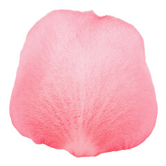 Rose petal, isolated on white background, clipping path, full depth of field