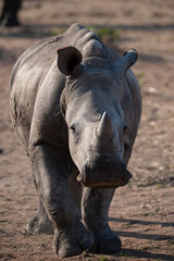 Fototapeta premium A Baby White Rhino seen on a safari in South Africa