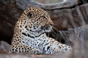 Fototapeta premium A female Leopard seen on a safari in South Africa