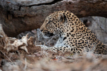 A female Leopard seen on a safari in South Africa