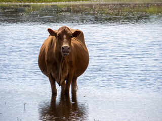 red cow inside wetland looking at camera