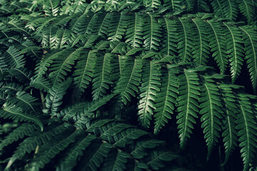 Fern backround. Green fern leaves in the forest close up