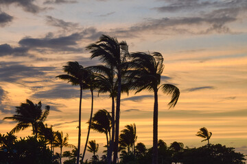 Obraz premium ハワイ島に旅行して