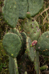 prickly cactus