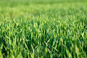 Green grass close up