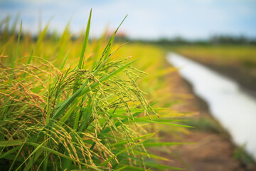 farm field thai jasmine rice