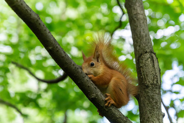 Naklejka na ściany i meble beautiful and red-haired young squirrel sits on a branch in the crown of trees