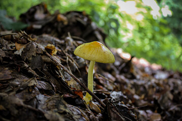 Wild mushroom that grows among the leaves in the forest in spring. Death cap mushroom (Amanita phalloides) Italy-Europe- Close up