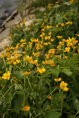 Marigolds in spring in field