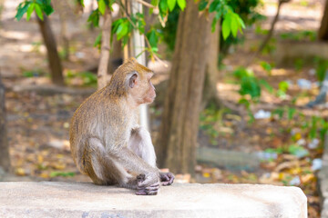 thailand macaque sitting on a stone with his back to the camera in the sunlight