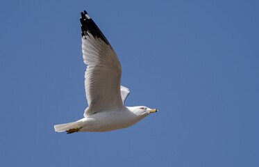 seagull soars high above  on a sunny day at the park