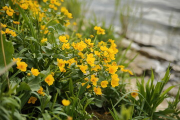 Obraz premium Marigolds on river bank