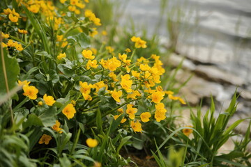 Marigolds on river bank