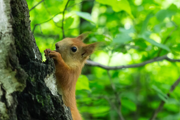 cute orange squirrel on a tree trunk in the forest eating a nut