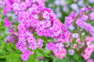 lilac phlox bush many small flowers close up