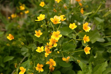 yellow flowers in spring