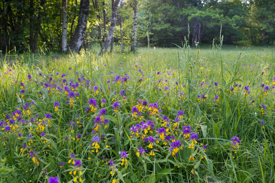 Environmental portrait of the  wooded meadow in Puhtu, Estonia, with the flowering Wood Cow-wheat in front. The semi natural wooded meadows are among richest biodiversity communities in Boreal regions