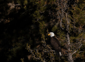Bald Eagles in Eleven Mile Canyon