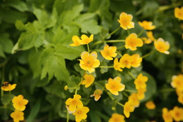 yellow flowers in spring, marigolds close up