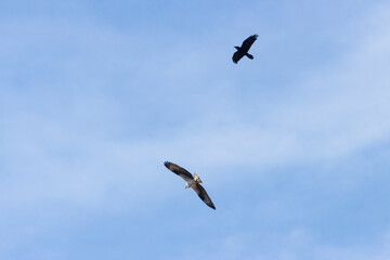 Osprey in Eleven Mile Canyon