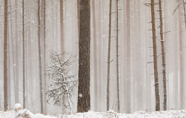Close up detail shot of the natural pine woodland with trees partly fading due to the thick snow dust falling from the treetops