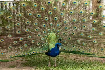 Obraz premium Bridgetown, Barbados - March 21 2021: A large, turquoise and emerald colored male peacock displaying his tail feathers with his beak open. Leaning forward towards ground.