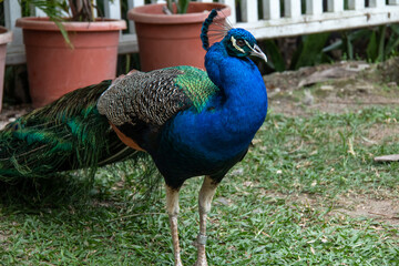 Obraz premium Bridgetown, Barbados - March 21 2021: A large male peacock - Indian Peafowl - struts around the front lawn of a local hotel on an overcast day. Standing in front of planters in a grassy garden.