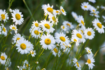 Close up portrait of dense group of chamomile flowers 