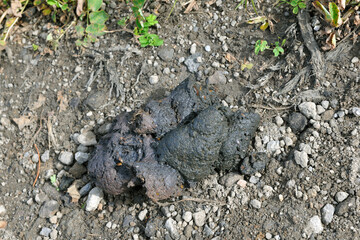 ドングリの殻を含むヒグマの糞（北海道・知床）
