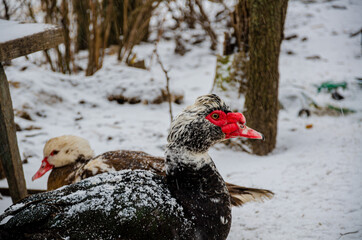Domestic bird. Ducks on the farmyard, how to survive in difficult times.
