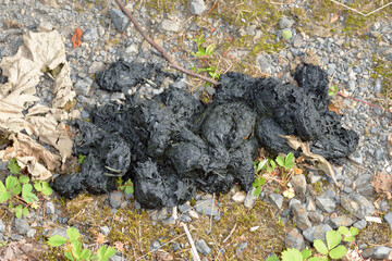 フキを食べたヒグマの糞（北海道・上川町）
