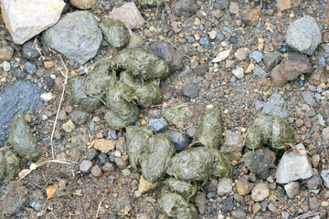 登山道にあるヒグマの糞（北海道・知床）
