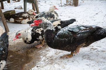 Domestic bird. Ducks on the farmyard, how to survive in difficult times.