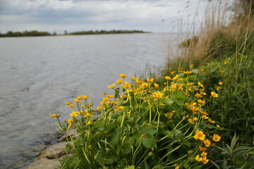 yellow spring flowers on the river bank