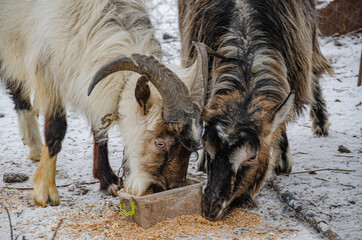 Pets. Goat and goat in the farm yard, how to survive in difficult times.