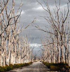 trees in the field