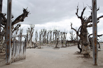 tree in the desert