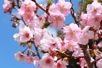 青空と河津桜 11