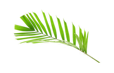 Tropical palm leaf isolated on white background.