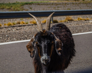 goat in the zoo