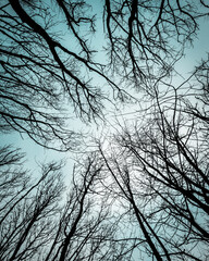 trees in the sky