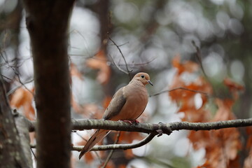 Pink morning dove on a branch