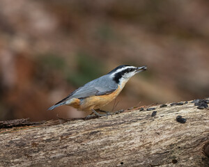 A red-breasted Nuthatch (Sitta canadensis) eating seeds on a log in spring