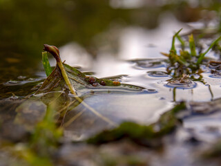 Fototapeta premium Macro photography of an alder leaf in a puddle, captured at a farm near the colonial town of Villa de Leyva, Colombia.
